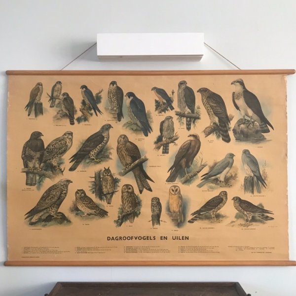 画像1: 猛禽類とフクロウのスクールチャート オランダ製 (1)