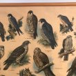 画像3: 猛禽類とフクロウのスクールチャート オランダ製 (3)