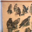画像2: 猛禽類とフクロウのスクールチャート オランダ製 (2)
