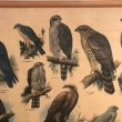 画像4: 猛禽類とフクロウのスクールチャート オランダ製 (4)