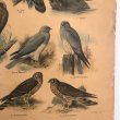 画像9: 猛禽類とフクロウのスクールチャート オランダ製 (9)