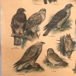 画像7: 猛禽類とフクロウのスクールチャート オランダ製 (7)