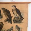 画像5: 猛禽類とフクロウのスクールチャート オランダ製 (5)