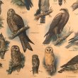 画像8: 猛禽類とフクロウのスクールチャート オランダ製 (8)