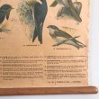 画像18: 鳴鳥のスクールチャート オランダ製 (18)