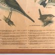 画像16: 鳴鳥のスクールチャート オランダ製 (16)